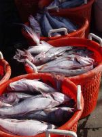 FROZEN HEAD HADDOCK (Melanogrammus aeglefinus)SEA FOOD FISH