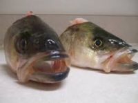 FROZEN HEAD POLLOCK / SAITHE (Pollachius virens) SEA FOOD FISH 