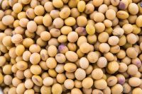 Soybean GMO
