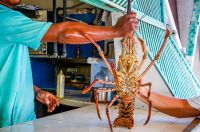 Live spiny lobster