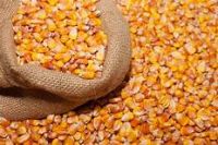 https://www.tradekey.com/product_view/Best-Quality-Natural-Yellow-Corn-maize-For-Animal-9787833.html