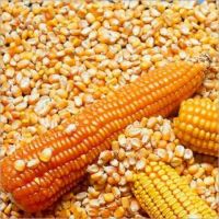 Best Quality Natural Yellow Corn /maize For Animal