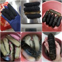 DRIED SEA CUCUMBER