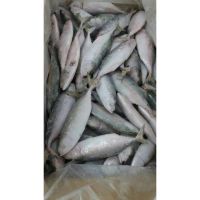 Indian Mackerel Whole Round Fish