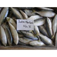 Indian Mackerel Supplier
