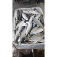 Indian Mackerel In Carton Box Packaging