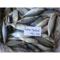 Organic Frozen Seafood Indian Mackerel Fish