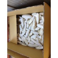 Export Quality Animal Feed/Cuttlefish Bone