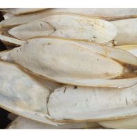 Standard Quality Animal Feed/Cuttlefish Bone