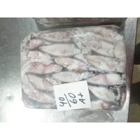 Loligo Squid Frozen Seafood