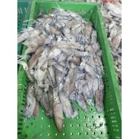 HACCP Marine Certified Frozen Loligo Squids