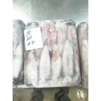 High Quality Processed Frozen Loligo Squids