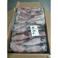 Bulk Frozen Loligo Squids Stock