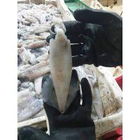 Frozen Fresh Wholesale Loligo Squids Supplier