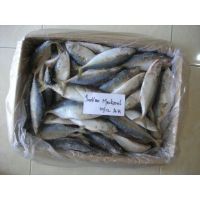 High Quality Indian Mackerel Fish