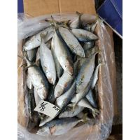 Sell Nutritious Frozen Indian Mackerel Fish