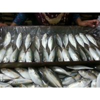 Factory Frozen Indian Mackerel Fish