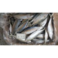 Premium Quality Fresh Frozen Indian Mackerel Fish