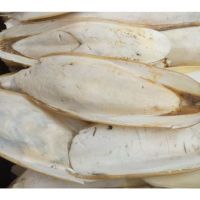 Cuttlefish Bone Wholesale Price