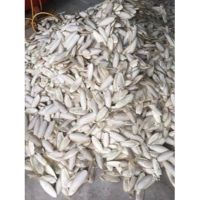 Processed Dried Nutritious Cuttlefish Bone