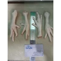 Frozen Chicken Feet/ Processed Chicken Paws
