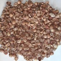 Betel Nut / Areca Nuts Best Price.