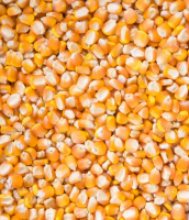 Maize Seed