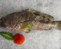 Grouper Fillet Skinless, Boneless, Co Treated