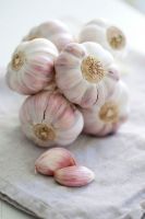 Garlic