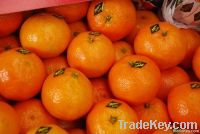 MOROCCO Fresh Citrus Fruit ( ORANGES - CLEMENTINE )
