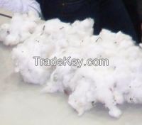 Excellent Quality 100% Raw Cotton and Bleached Cotton, Cotton Gin Motes 