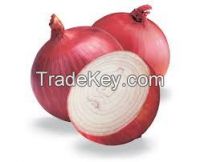 Red Egyptian Onion