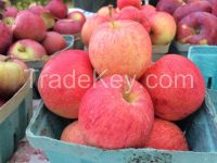 Fresh Royal Gala Apples, Fuji Apples, Golden Delicious Apples, Red Delicious .