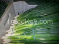 fresh spring onion