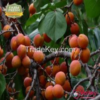 Apricot Dried Organic Kashmiri Khobani Premium Grade