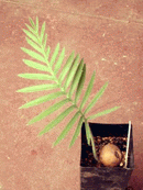 cycad seeds and sprouted seedling