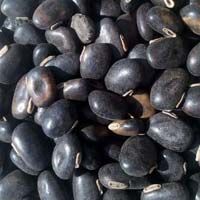 High Quality Mucuna Seeds