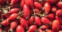 Rosehip - Rosa Canina