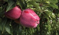 South Africa Fresh Apple, Golden Delicious, Top Red Apples, Gala Apple