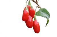 Goji Berries, Wolfberry