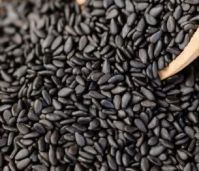 Sesame seeds, chia seeds, jatropha seeds and other seeds for exportation