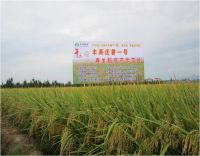 hybrid rice seed