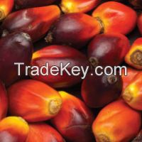 Crude Palm Oil (CPO)