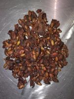 Dried miracle berry seed Synsepalum dulcificum