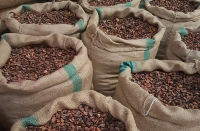 Cocoa Beans