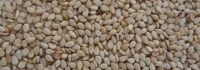 Raw Natural Sesame Seed of Nigeria Origin