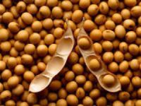 soybeans