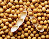 Non-GMO soybeans crop 2019