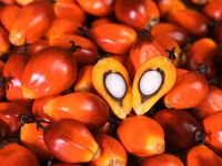 Palm Oil | Oil Palm Products