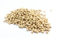Dried Soybeans Whole sale 